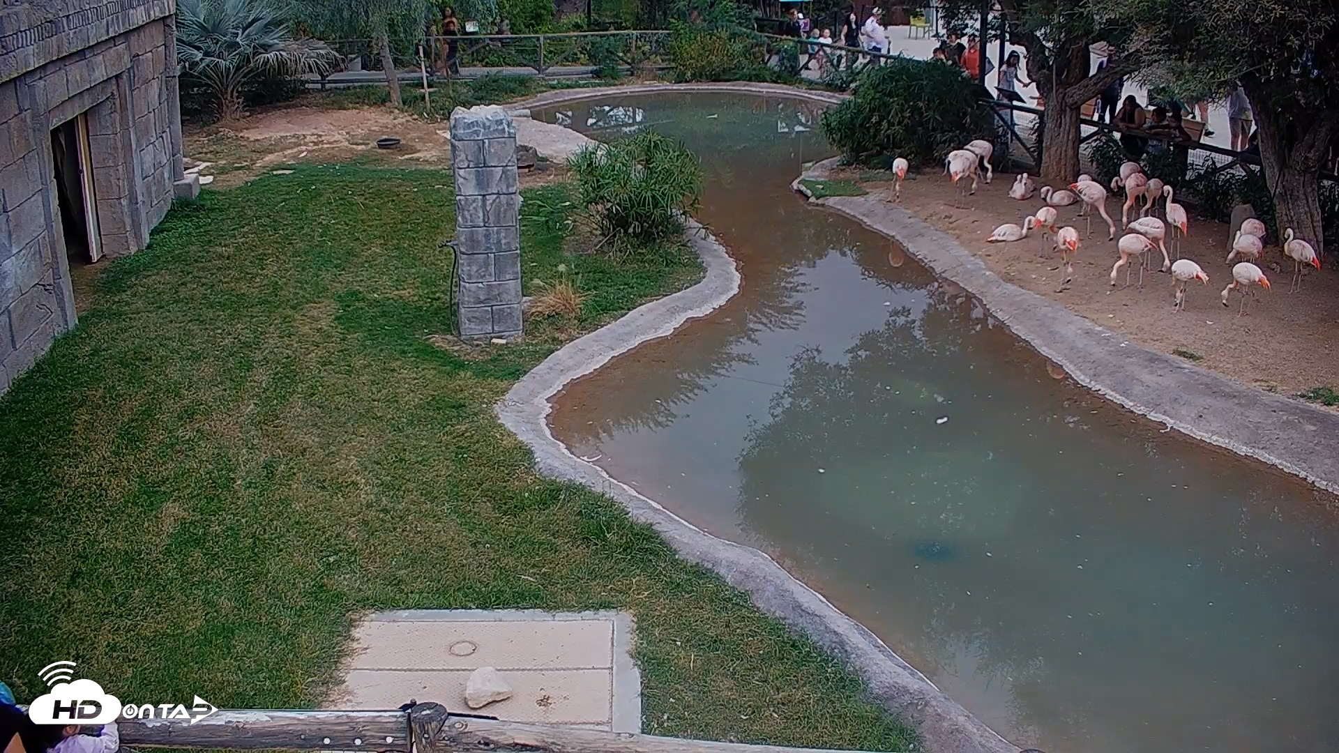 Snapshot of Reid Park Zoo Flamingos Live Webcam taken Nov 15, 2025, 3:22pm MST