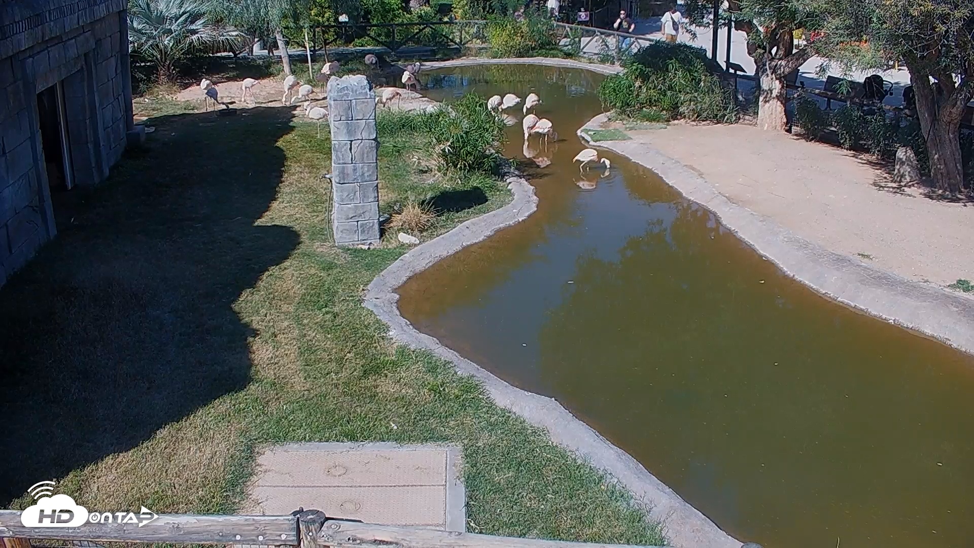 Snapshot of Reid Park Zoo Flamingos Live Webcam taken Nov 2, 2025, 11:07am MST