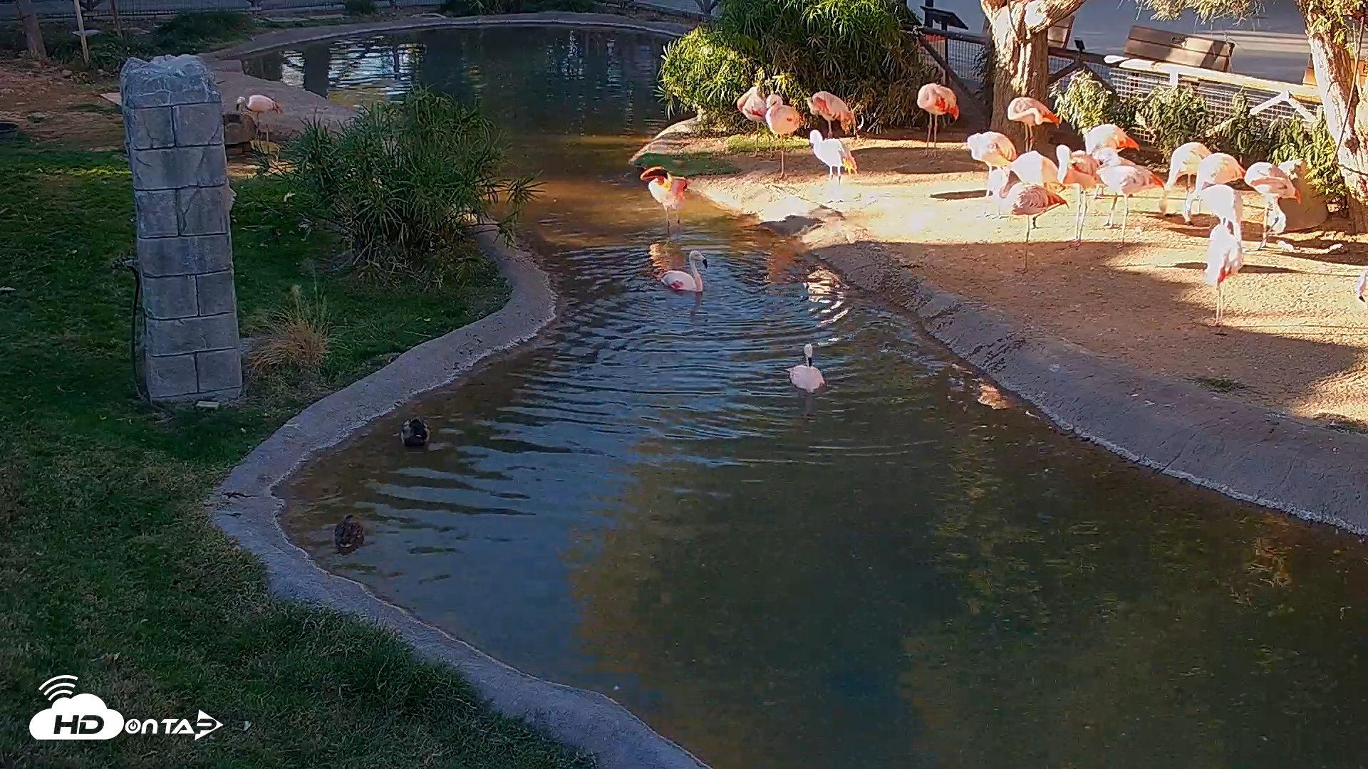 Snapshot of Reid Park Zoo Flamingos Live Webcam taken Nov 30, 2025, 3:44pm MST