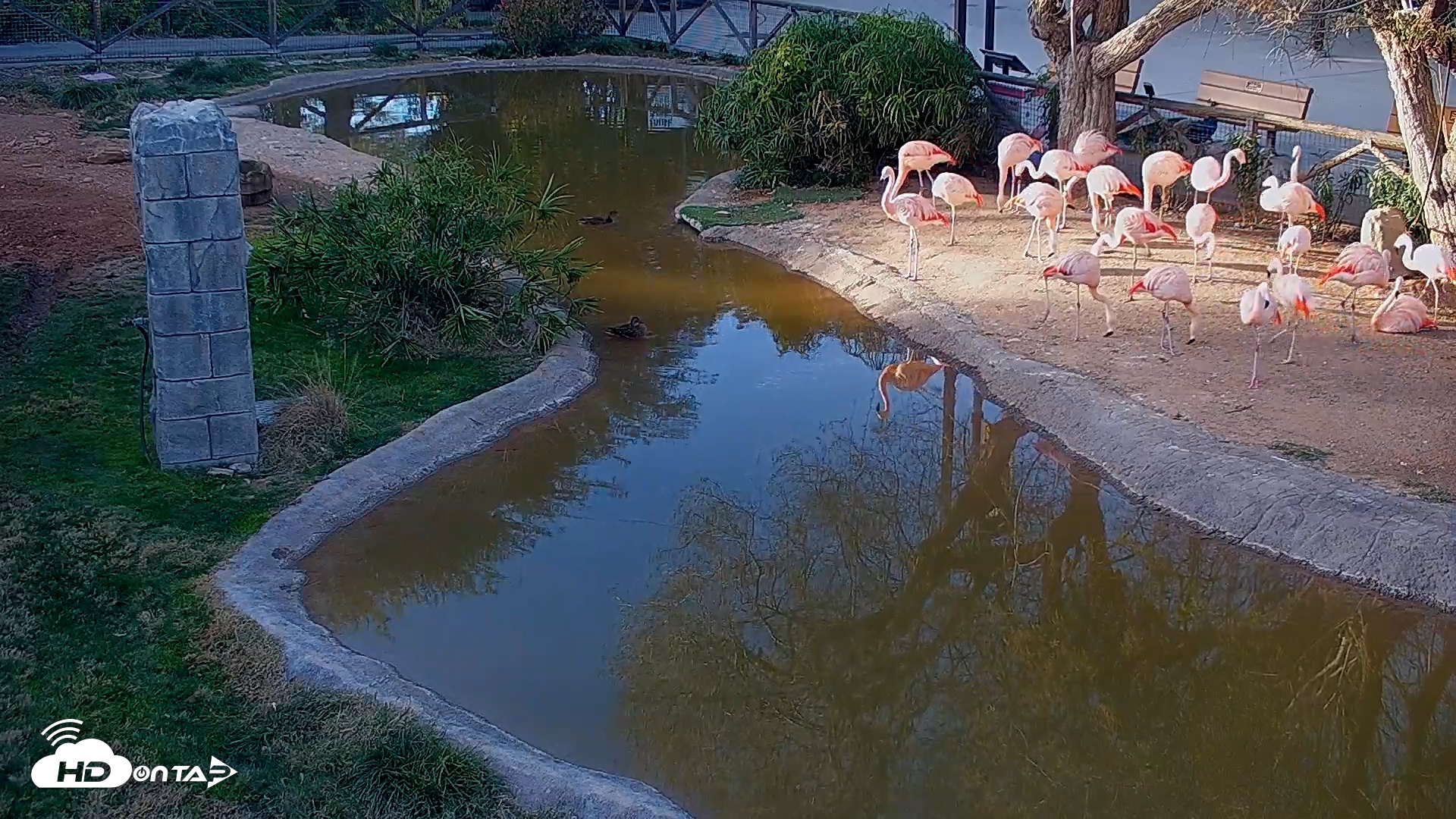 Snapshot of Reid Park Zoo Flamingos Live Webcam taken Jan 18, 2026, 4:27pm MST