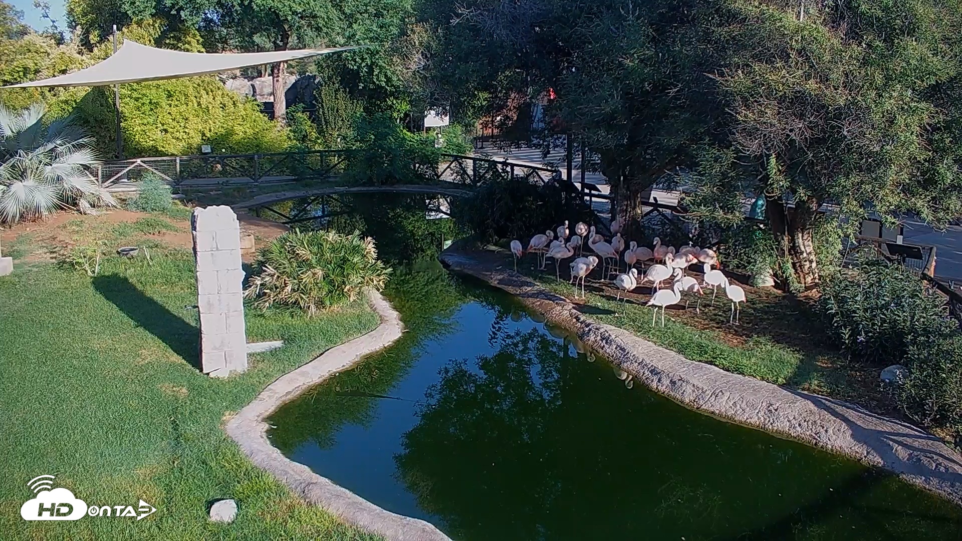 Snapshot of Reid Park Zoo Flamingos Live Webcam taken Sep 1, 2026, 7:32am MST
