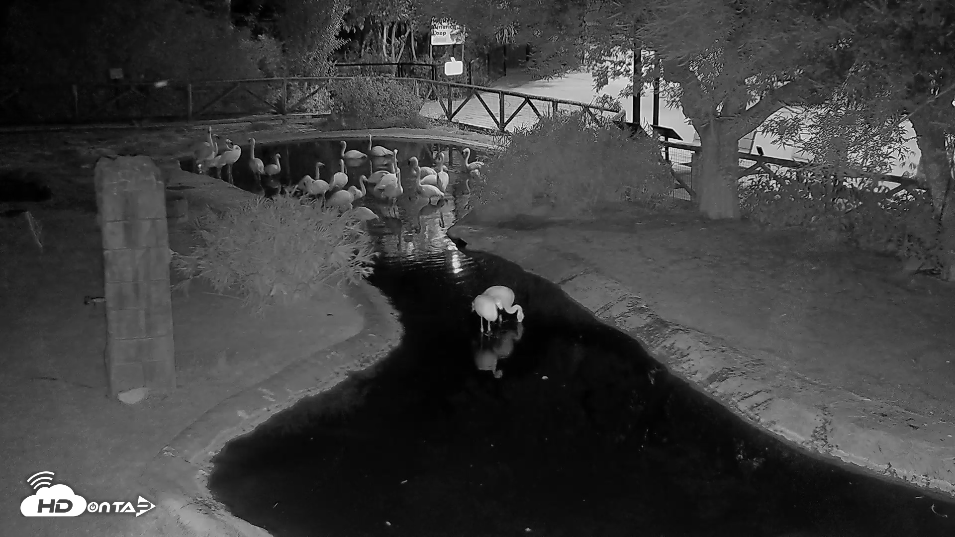 Snapshot of Reid Park Zoo Flamingos Live Webcam taken Jun 18, 2026, 9:53pm MST