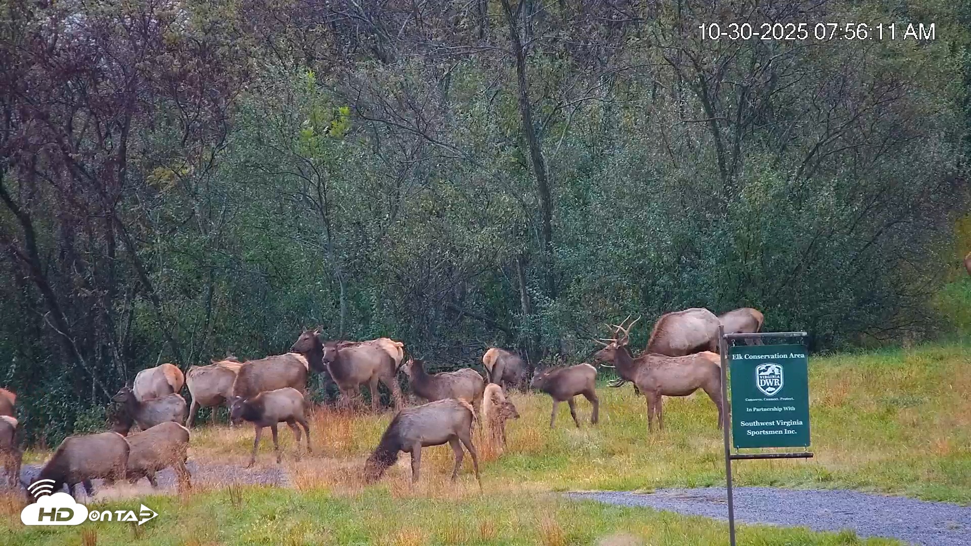 Snapshot of Virginia Elk Live Webcam taken Oct 30, 2025, 7:56am EDT