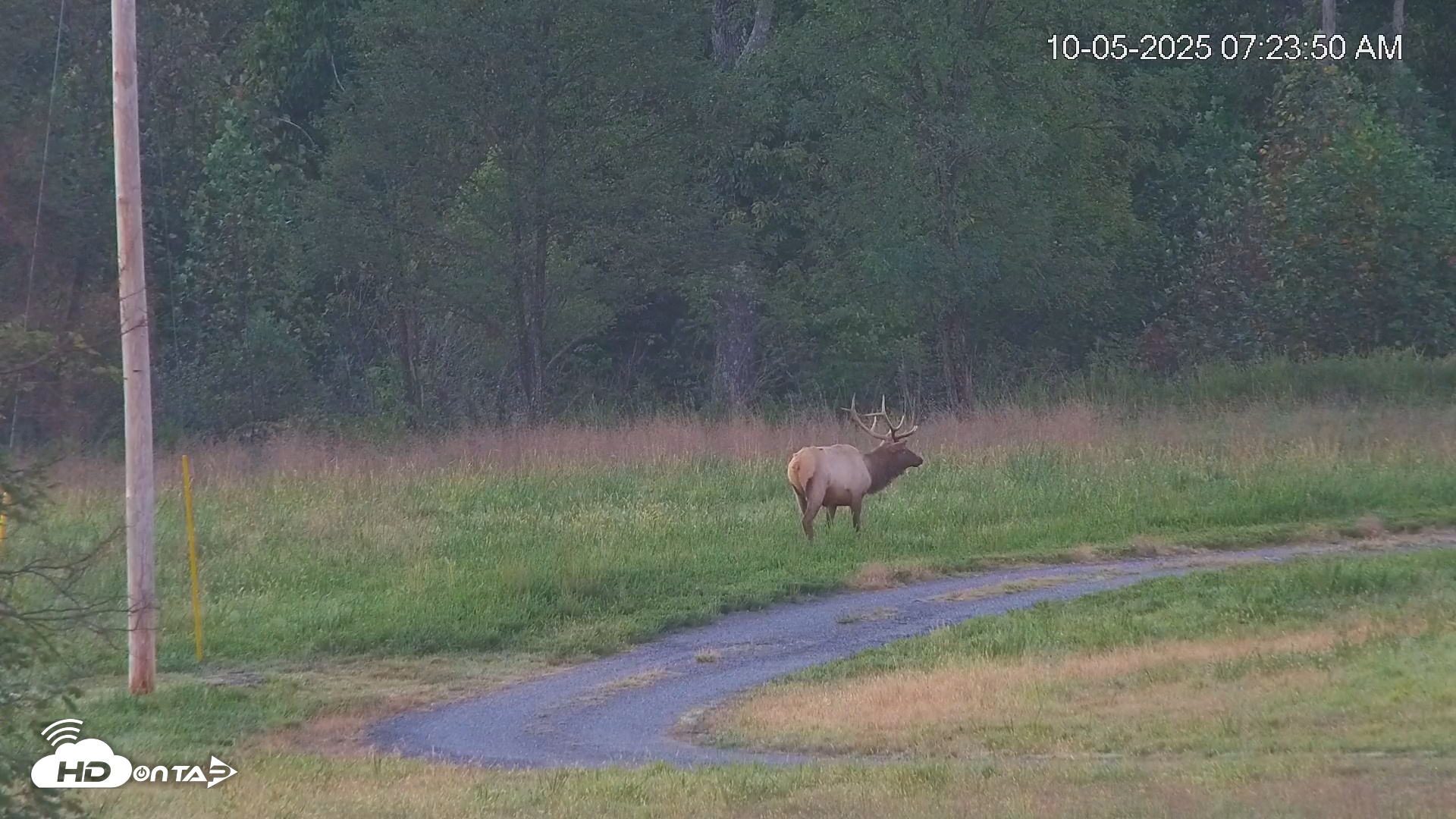 Snapshot of Virginia Elk Live Webcam taken Oct 5, 2025, 7:24am EDT