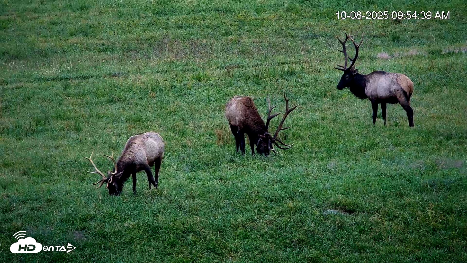 Snapshot of Virginia Elk Live Webcam taken Oct 8, 2025, 9:56am EDT