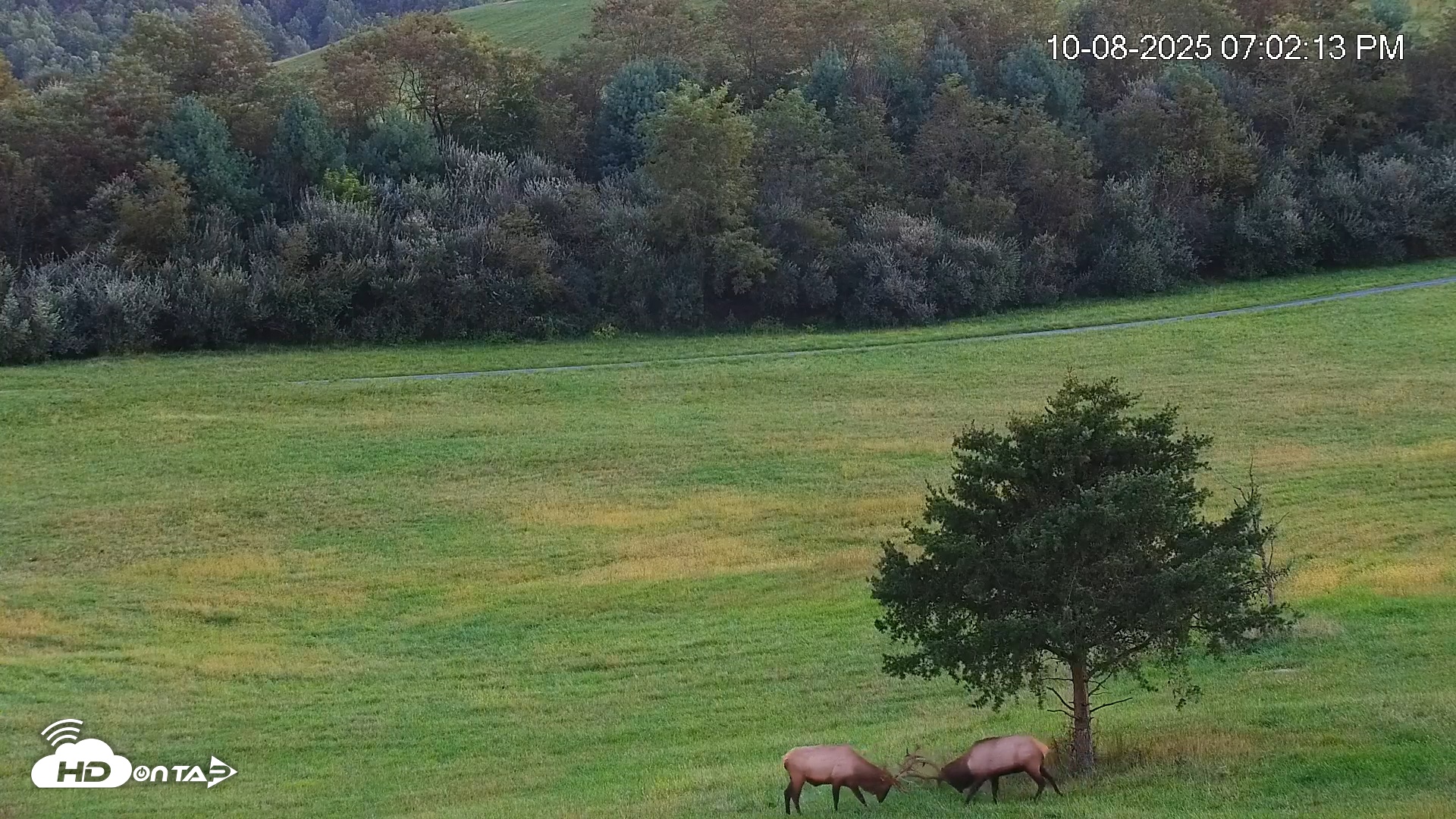 Snapshot of Virginia Elk Live Webcam taken Oct 8, 2025, 7:02pm EDT