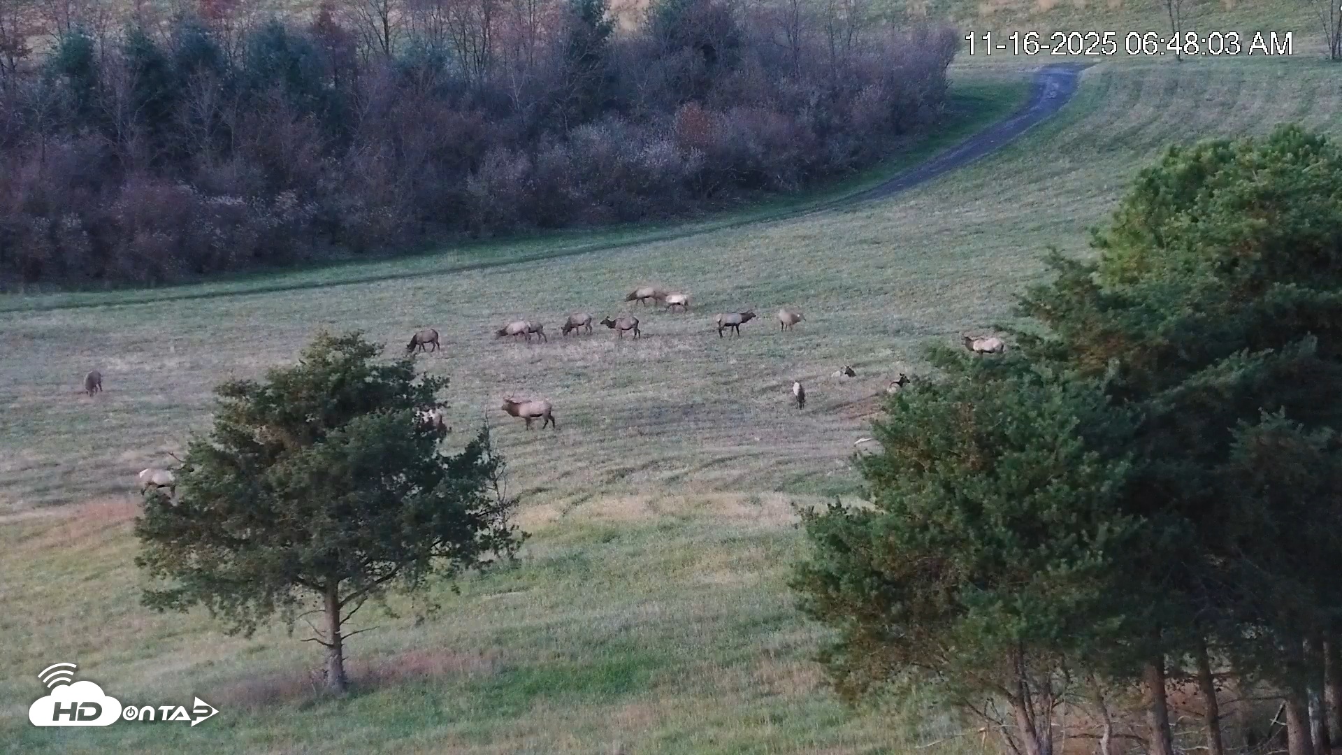 Snapshot of Virginia Elk Live Webcam taken Nov 16, 2025, 6:48am EST