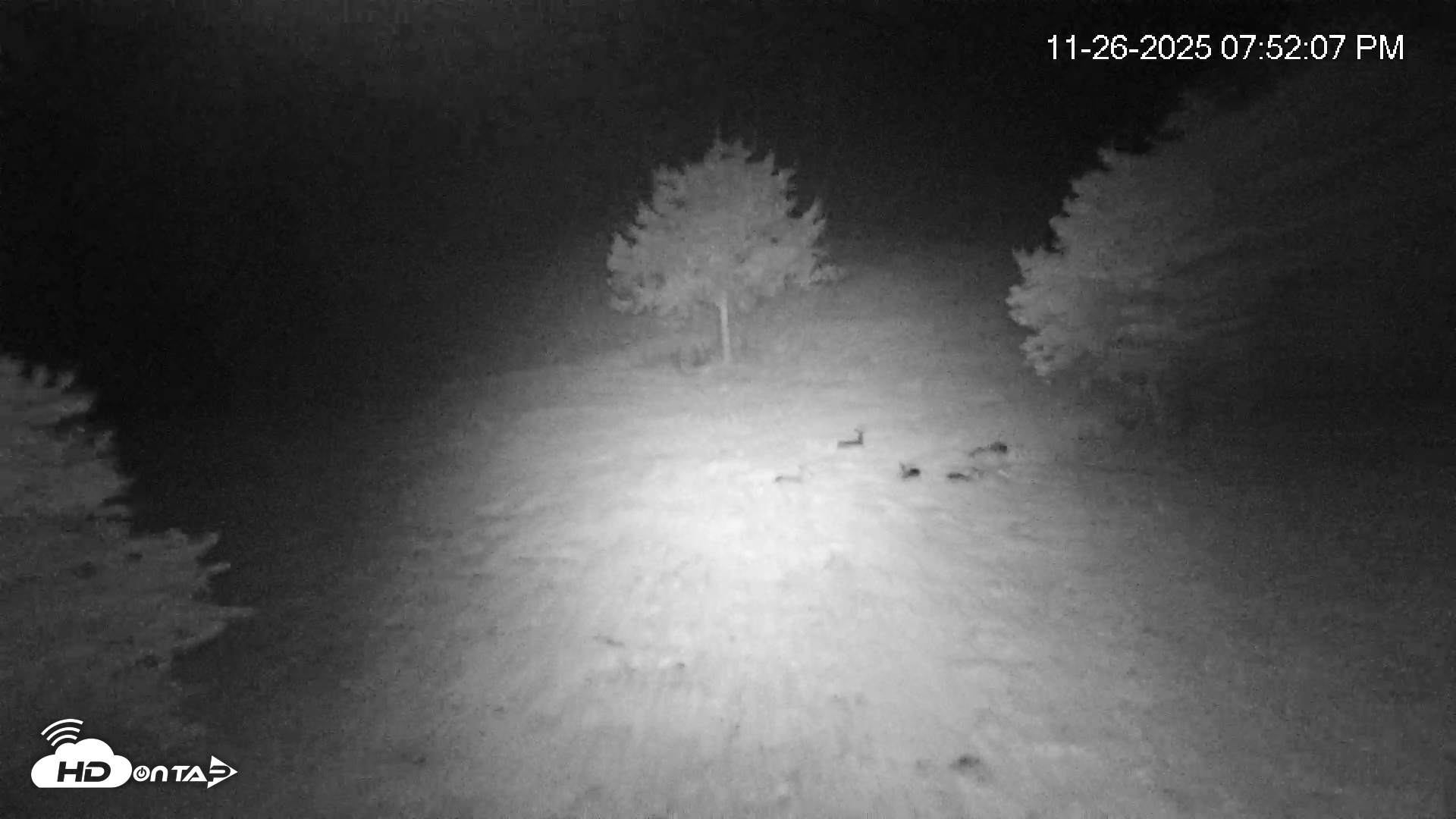 Snapshot of Virginia Elk Live Webcam taken Nov 26, 2025, 7:52pm EST