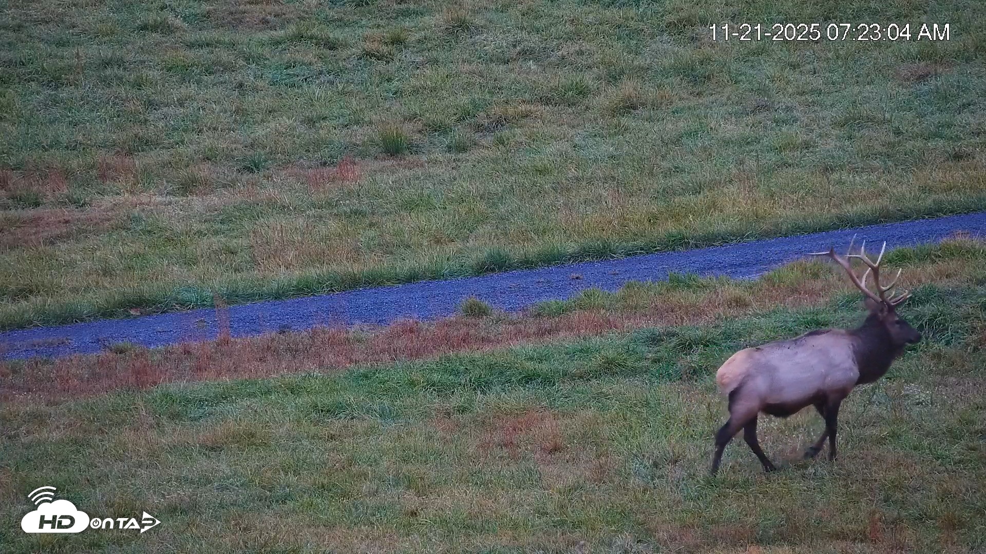 Snapshot of Virginia Elk Live Webcam taken Nov 21, 2025, 7:23am EST