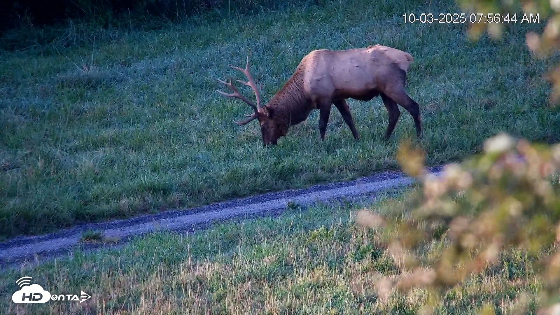 Snapshot of Virginia Elk Live Webcam taken Oct 3, 2025, 7:57am EDT