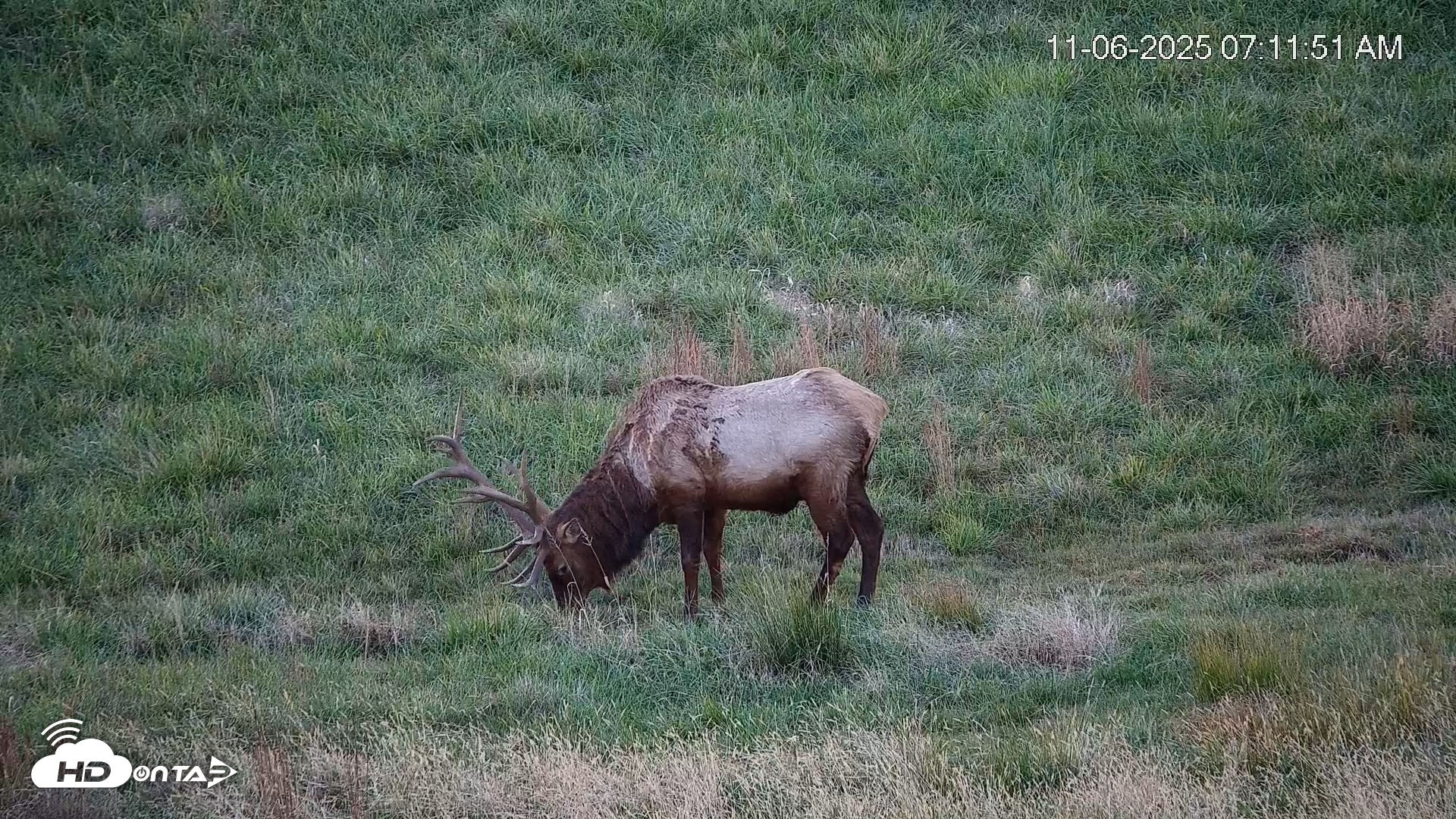 Snapshot of Virginia Elk Live Webcam taken Nov 6, 2025, 7:12am EST
