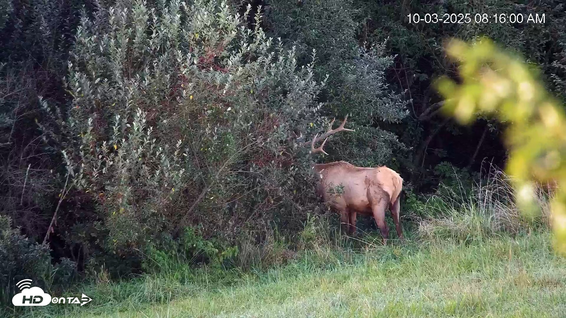 Snapshot of Virginia Elk Live Webcam taken Oct 3, 2025, 8:16am EDT