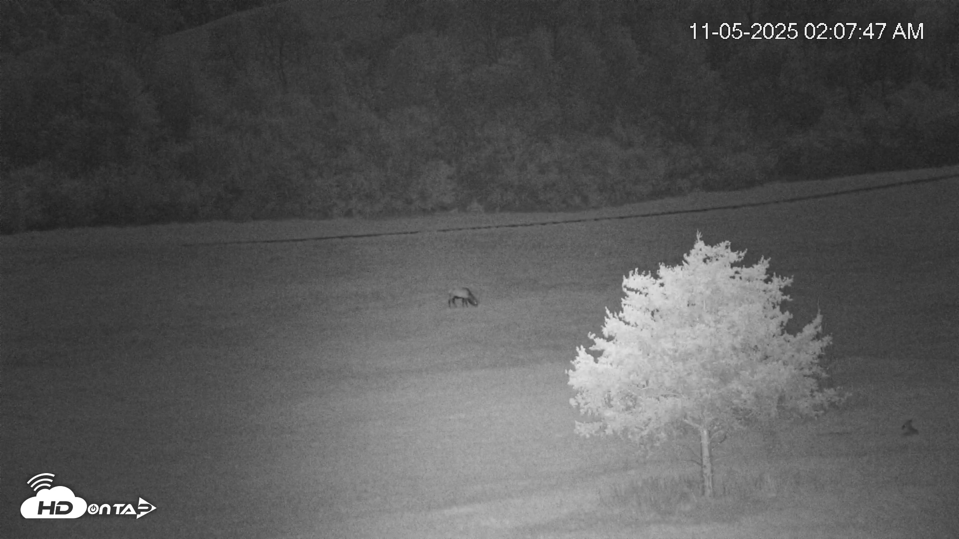 Snapshot of Virginia Elk Live Webcam taken Nov 5, 2025, 2:08am EST