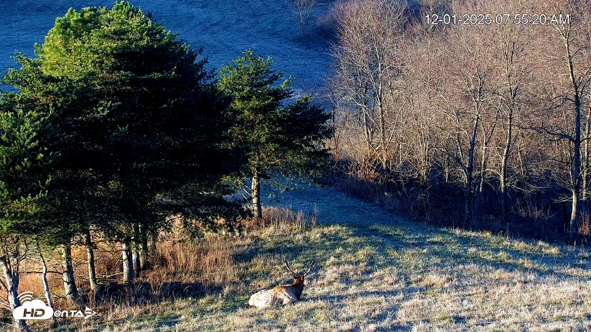 Snapshot of Virginia Elk Live Webcam taken Dec 1, 2025, 7:56am EST