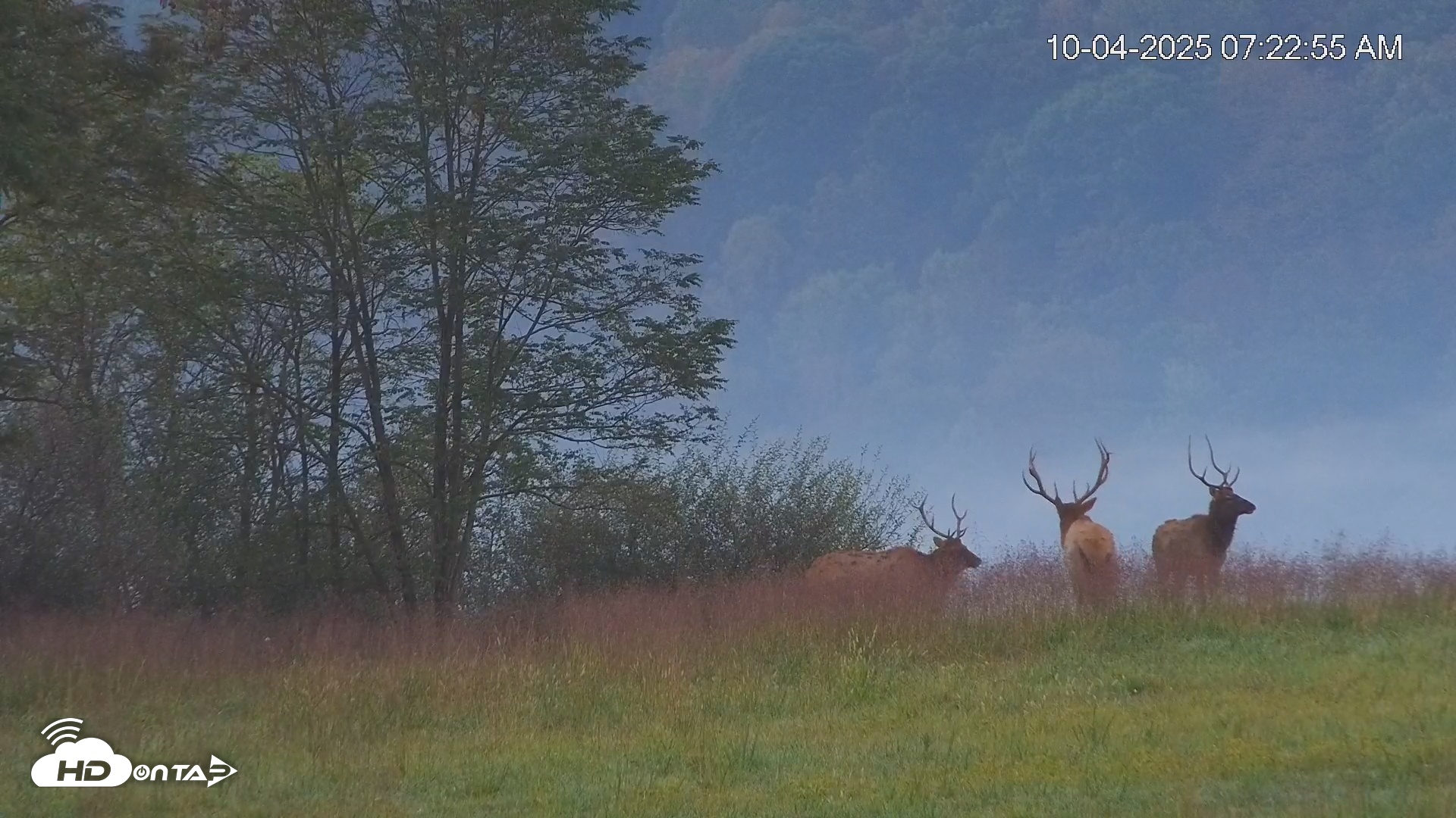Snapshot of Virginia Elk Live Webcam taken Oct 4, 2025, 7:23am EDT