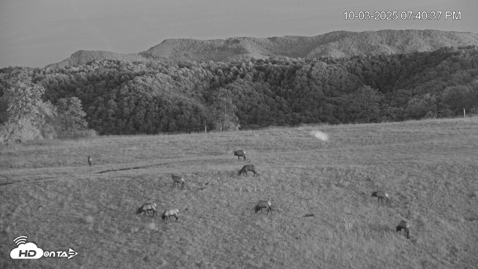Snapshot of Virginia Elk Live Webcam taken Oct 3, 2025, 7:41pm EDT