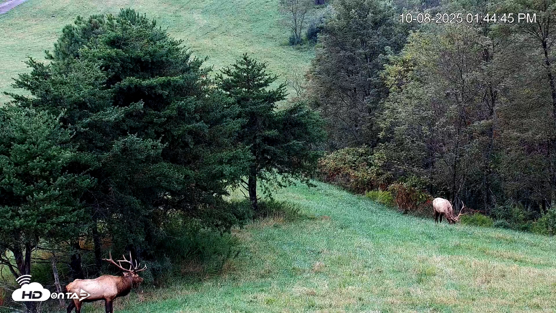 Snapshot of Virginia Elk Live Webcam taken Oct 8, 2025, 1:45pm EDT