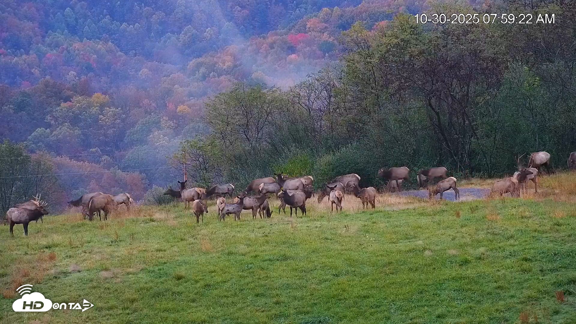 Snapshot of Virginia Elk Live Webcam taken Oct 30, 2025, 8:00am EDT