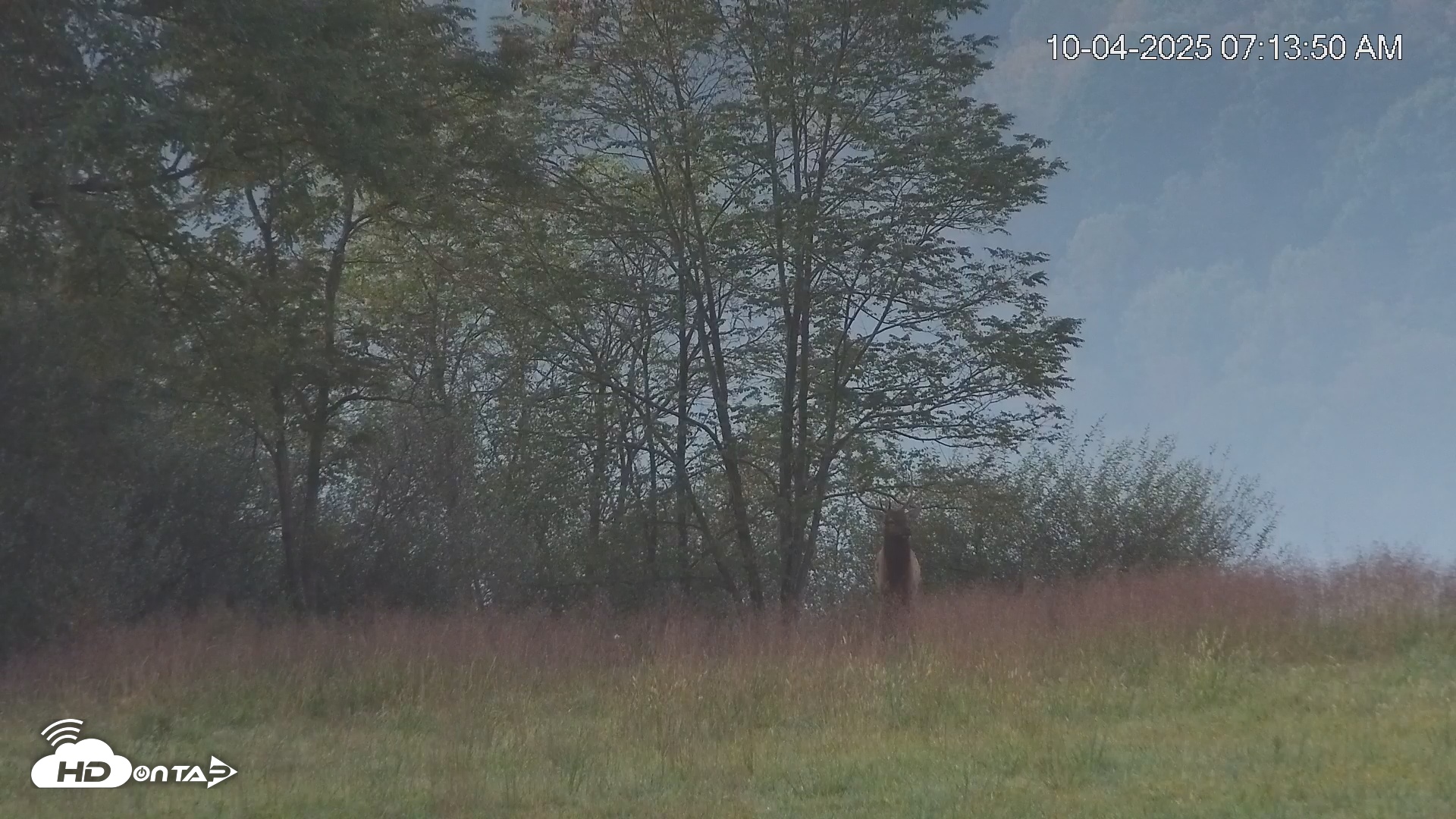 Snapshot of Virginia Elk Live Webcam taken Oct 4, 2025, 7:15am EDT