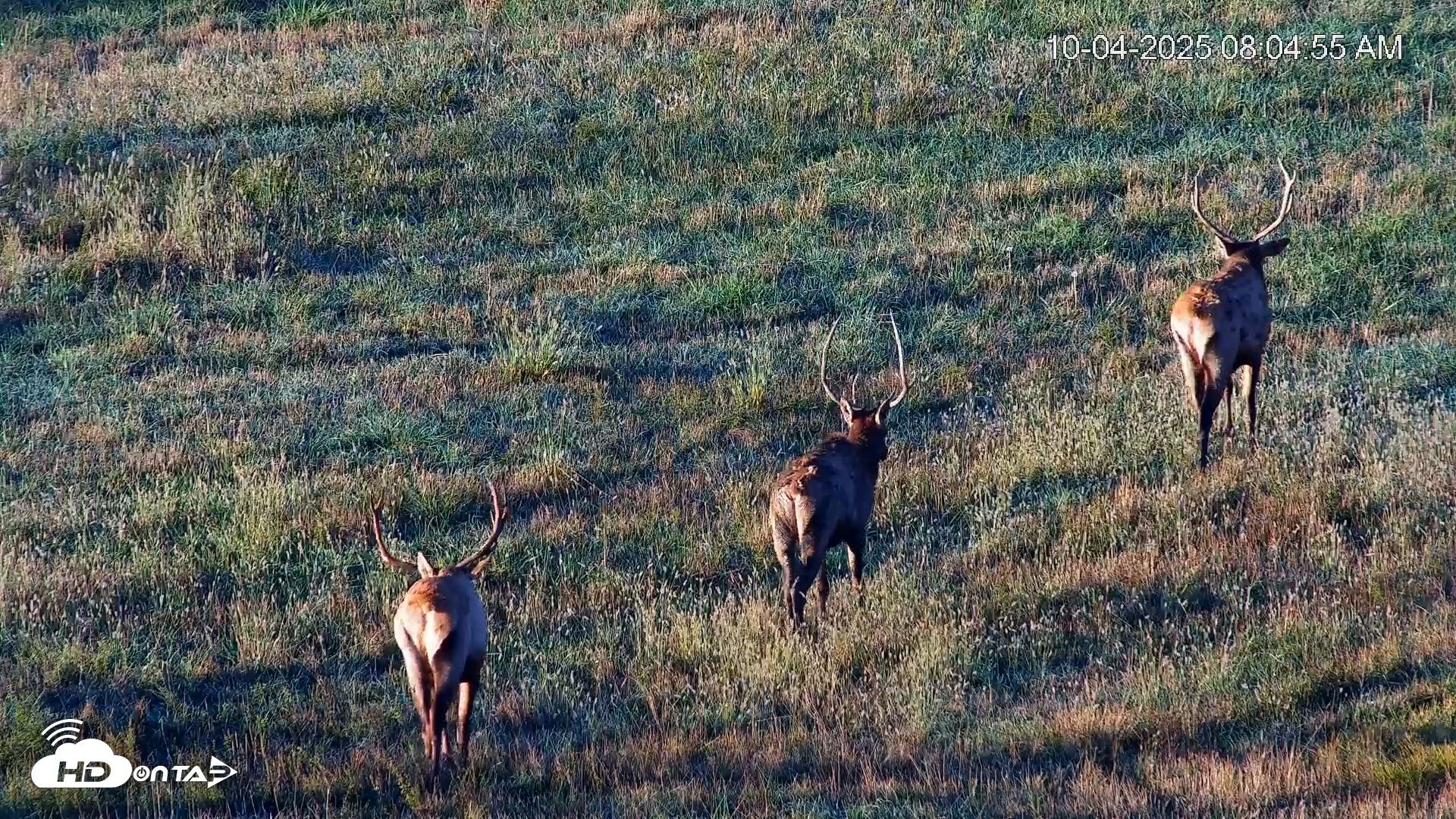 Snapshot of Virginia Elk Live Webcam taken Oct 4, 2025, 8:05am EDT