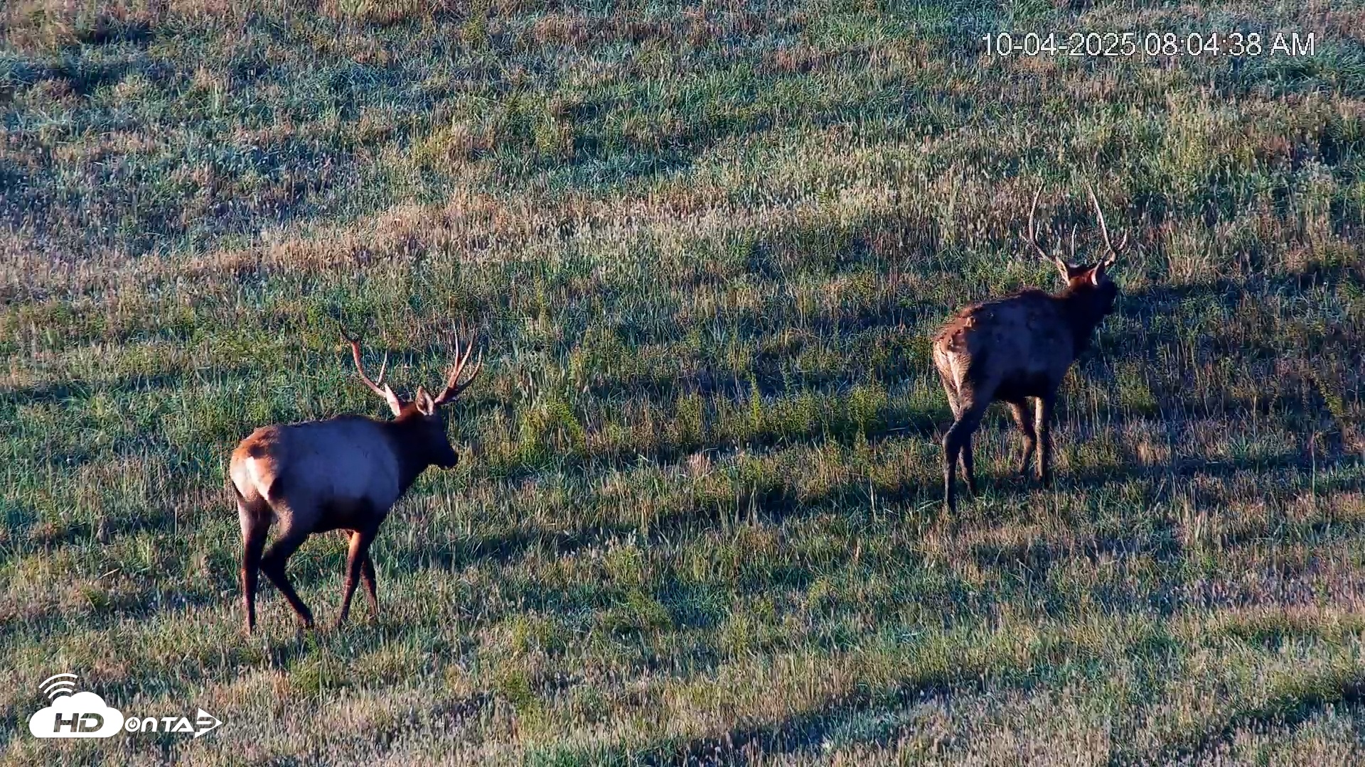 Snapshot of Virginia Elk Live Webcam taken Oct 4, 2025, 8:05am EDT