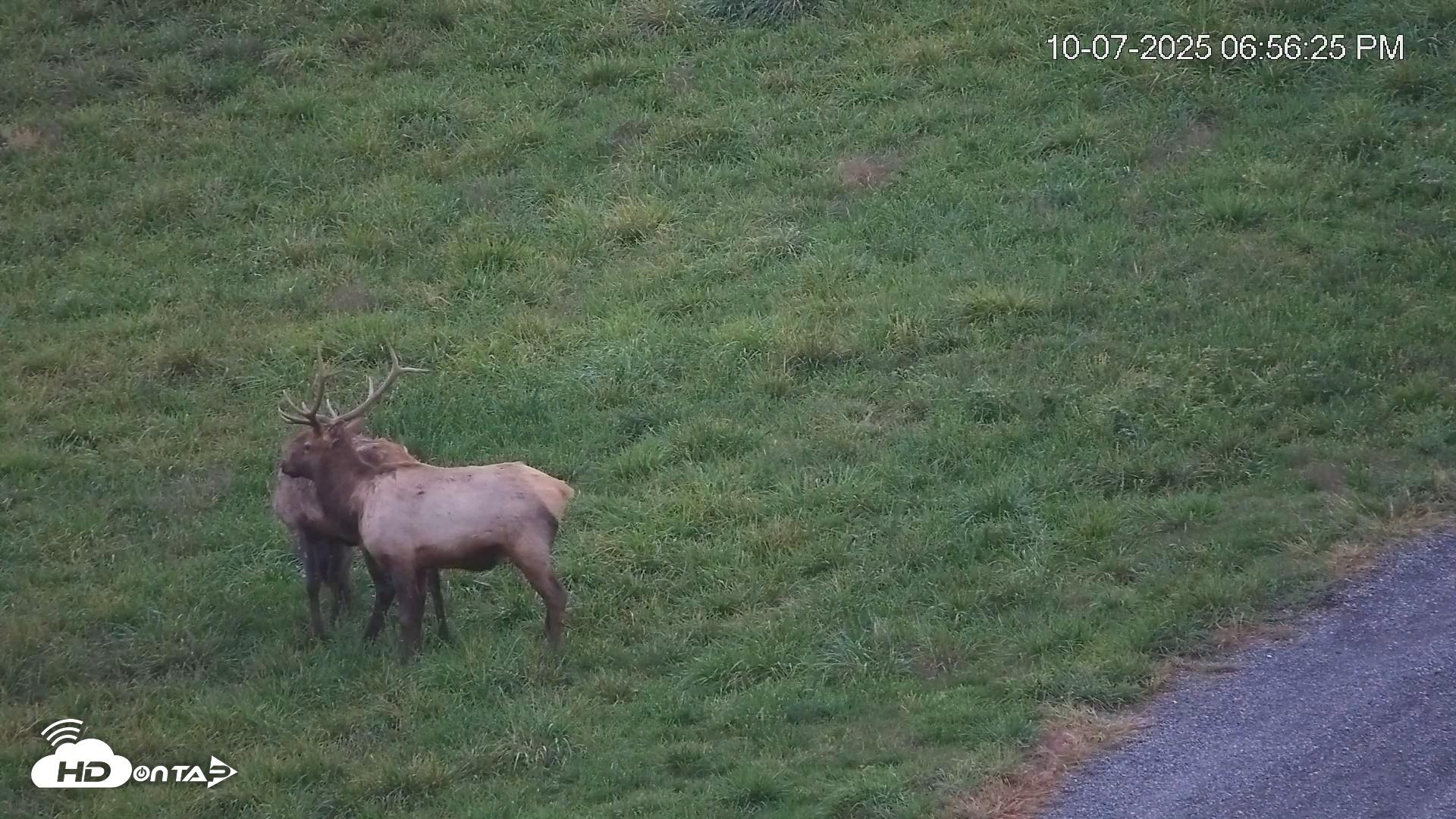 Snapshot of Virginia Elk Live Webcam taken Oct 7, 2025, 6:57pm EDT