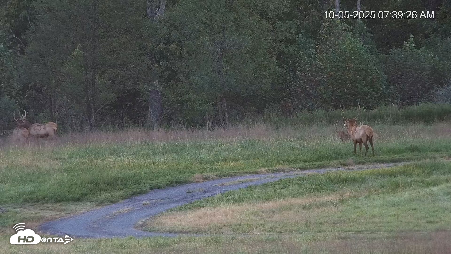 Snapshot of Virginia Elk Live Webcam taken Oct 5, 2025, 7:40am EDT