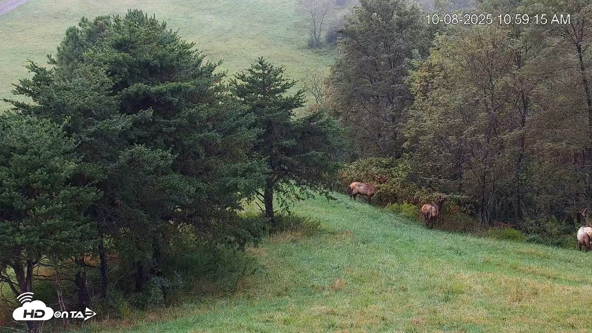Snapshot of Virginia Elk Live Webcam taken Oct 8, 2025, 11:01am EDT