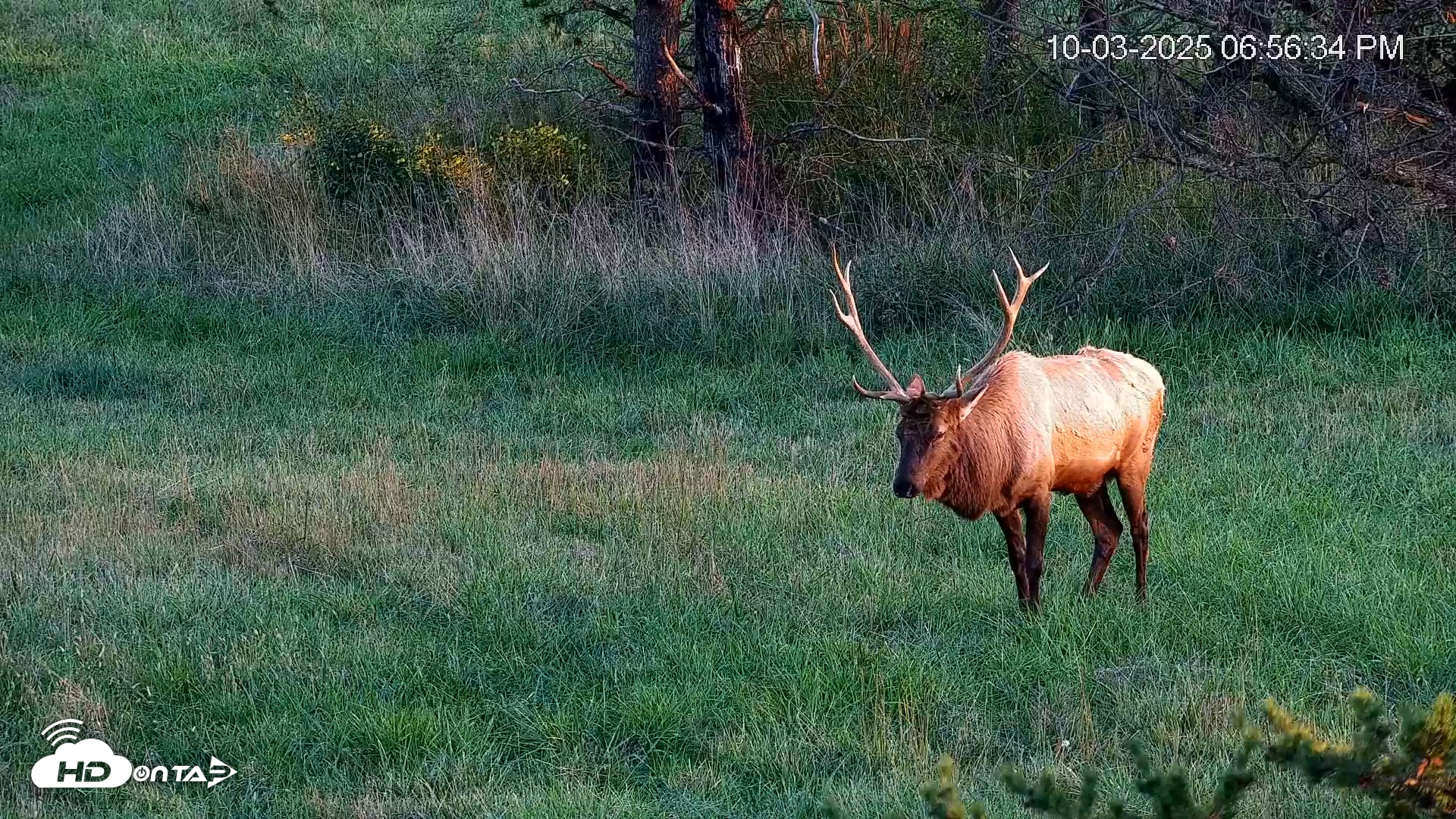 Snapshot of Virginia Elk Live Webcam taken Oct 3, 2025, 6:57pm EDT