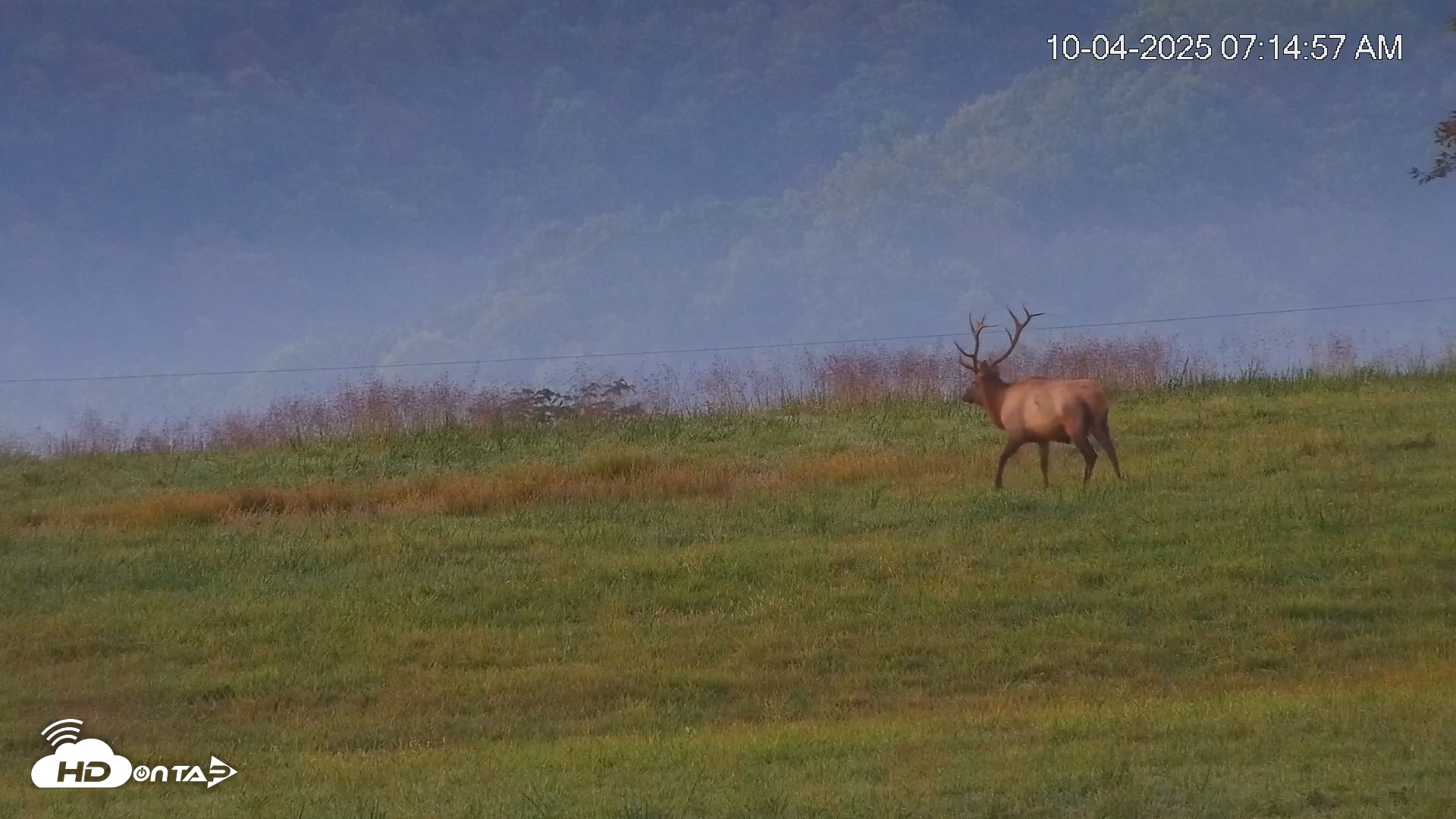 Snapshot of Virginia Elk Live Webcam taken Oct 4, 2025, 7:15am EDT