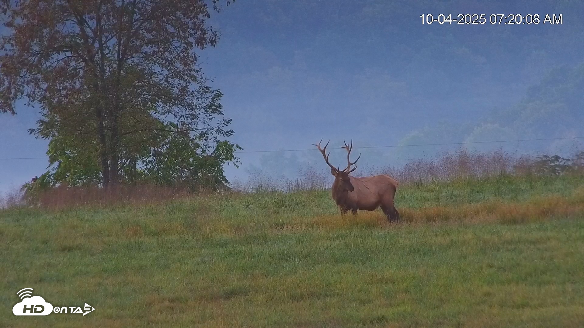 Snapshot of Virginia Elk Live Webcam taken Oct 4, 2025, 7:20am EDT