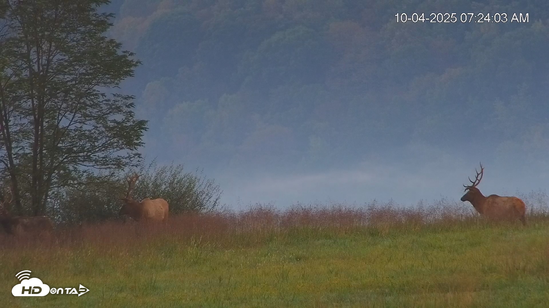 Snapshot of Virginia Elk Live Webcam taken Oct 4, 2025, 7:24am EDT