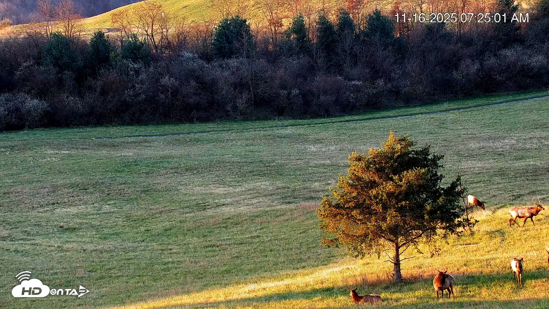 Snapshot of Virginia Elk Live Webcam taken Nov 16, 2025, 7:25am EST