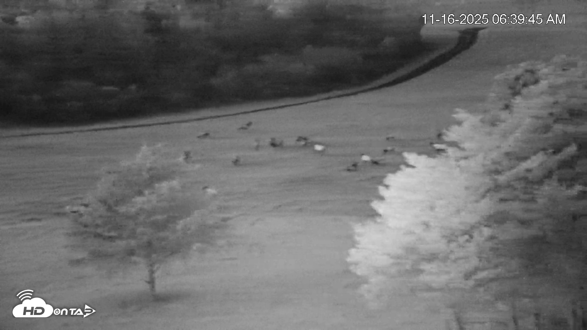 Snapshot of Virginia Elk Live Webcam taken Nov 16, 2025, 6:40am EST