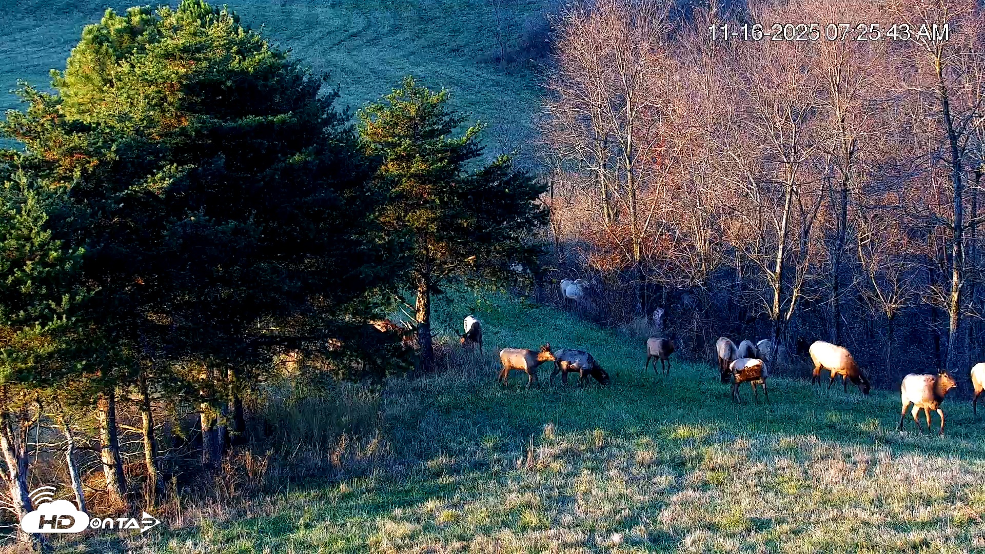 Snapshot of Virginia Elk Live Webcam taken Nov 16, 2025, 7:26am EST