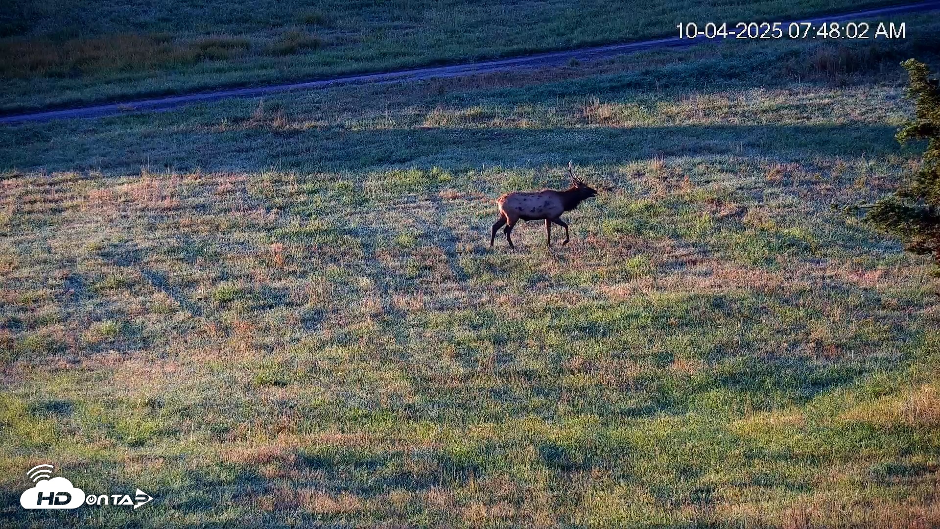 Snapshot of Virginia Elk Live Webcam taken Oct 4, 2025, 7:48am EDT