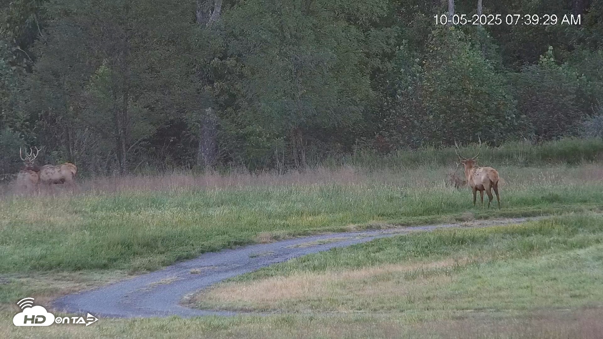 Snapshot of Virginia Elk Live Webcam taken Oct 5, 2025, 7:40am EDT