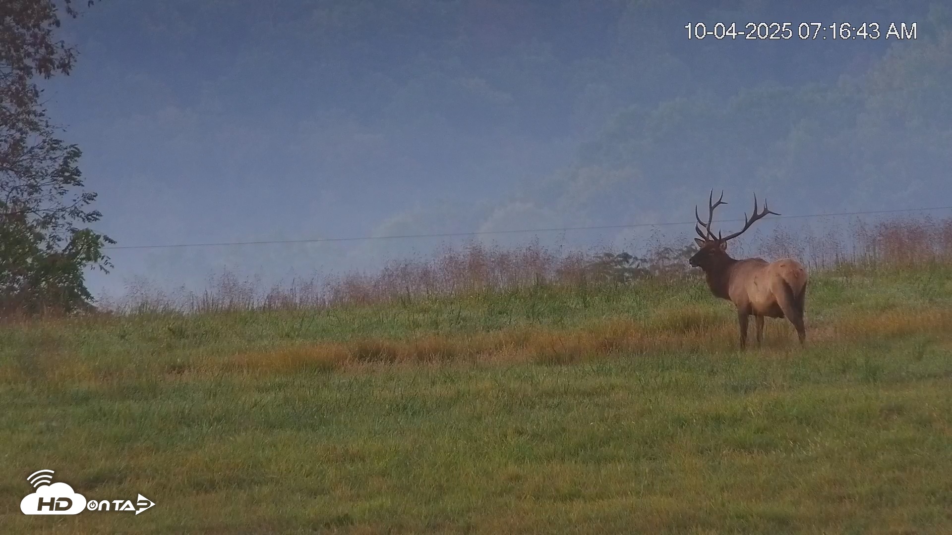 Snapshot of Virginia Elk Live Webcam taken Oct 4, 2025, 7:17am EDT