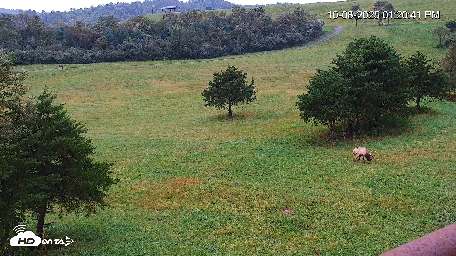 Snapshot of Virginia Elk Live Webcam taken Oct 8, 2025, 1:21pm EDT