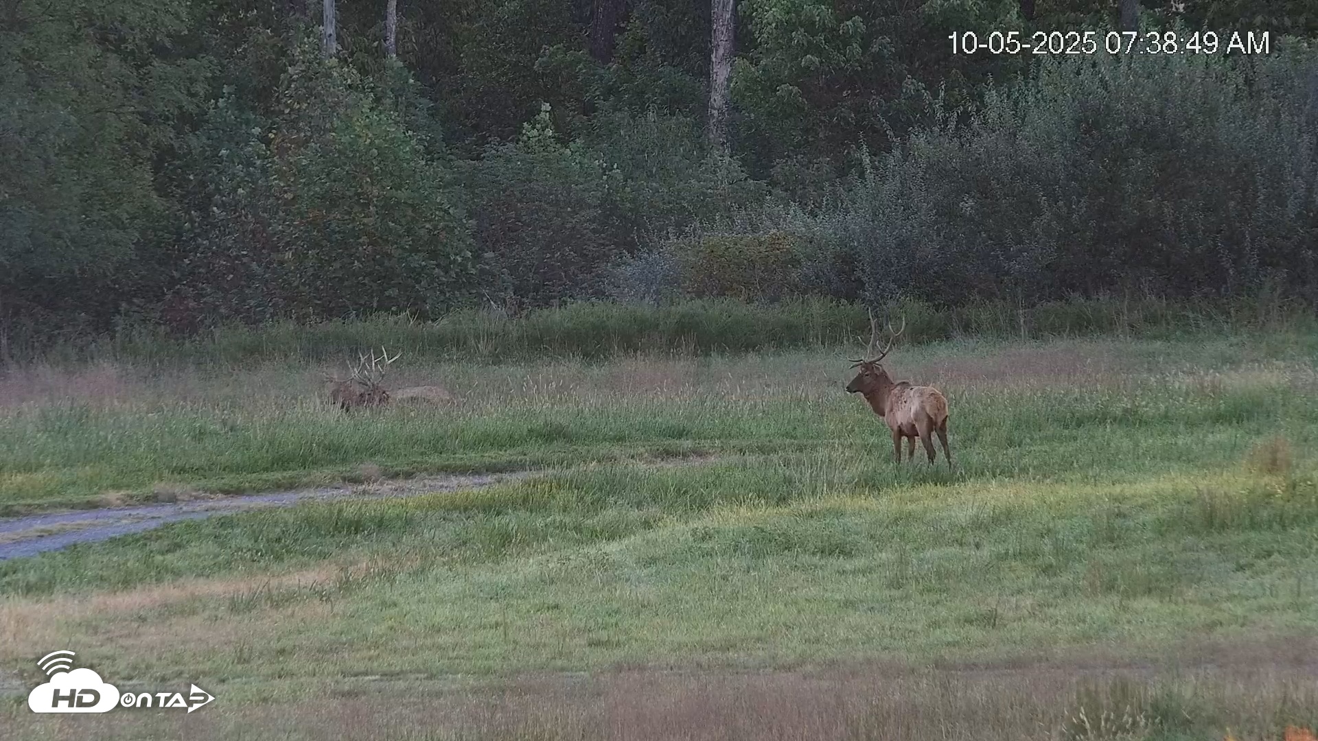 Snapshot of Virginia Elk Live Webcam taken Oct 5, 2025, 7:39am EDT