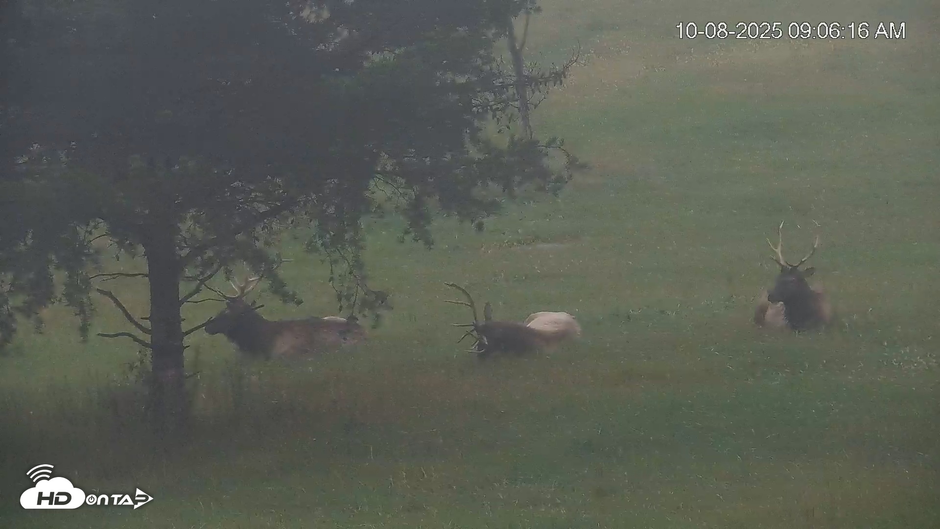 Snapshot of Virginia Elk Live Webcam taken Oct 8, 2025, 9:06am EDT