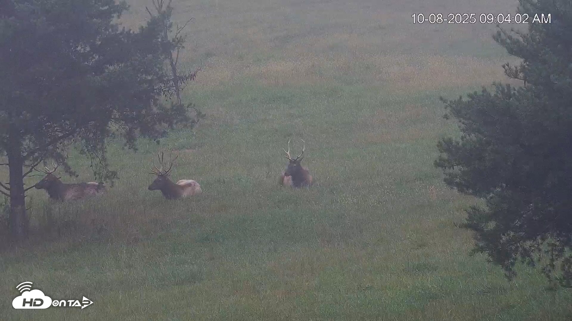 Snapshot of Virginia Elk Live Webcam taken Oct 8, 2025, 9:04am EDT