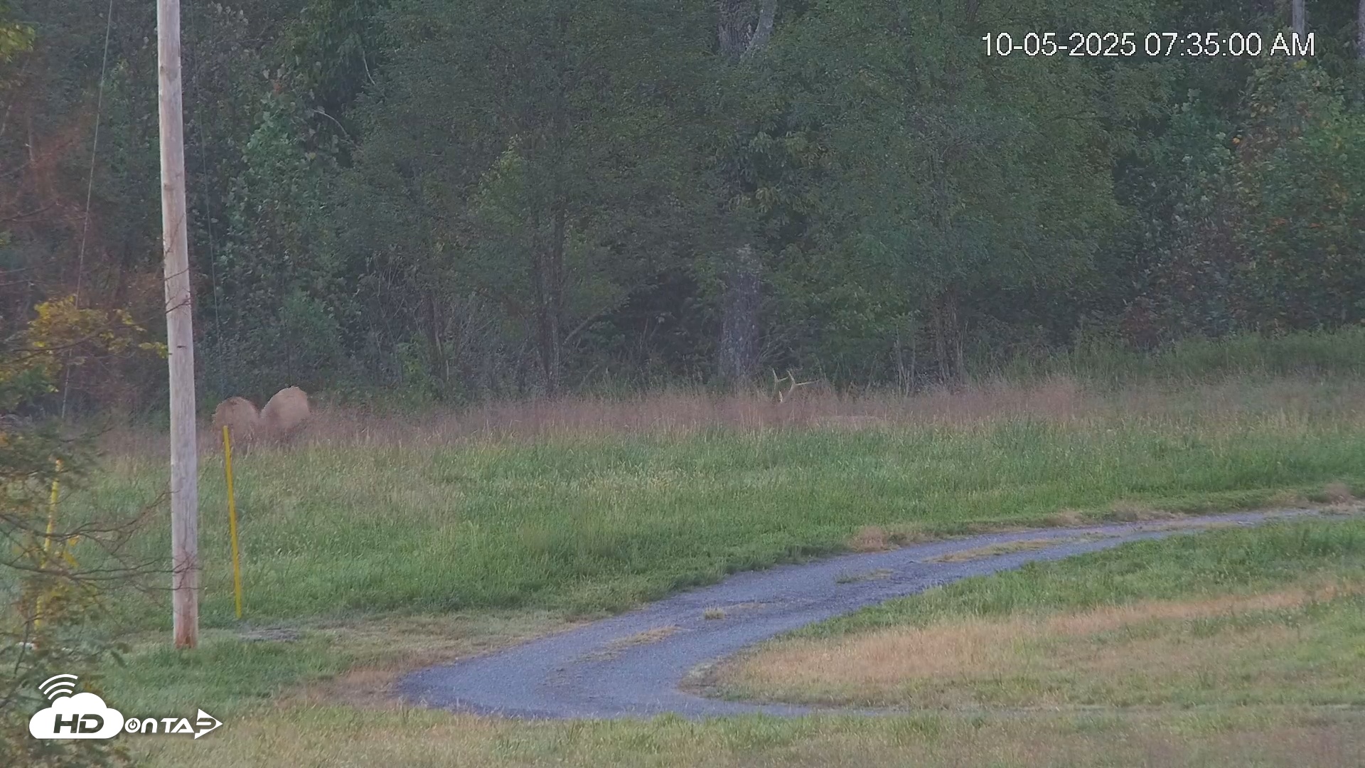 Snapshot of Virginia Elk Live Webcam taken Oct 5, 2025, 7:35am EDT