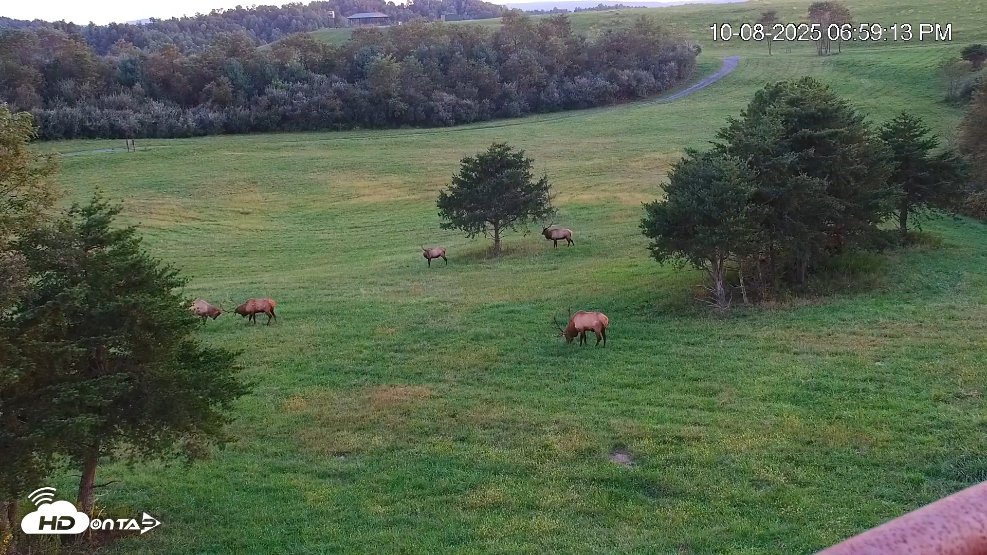 Snapshot of Virginia Elk Live Webcam taken Oct 8, 2025, 6:59pm EDT