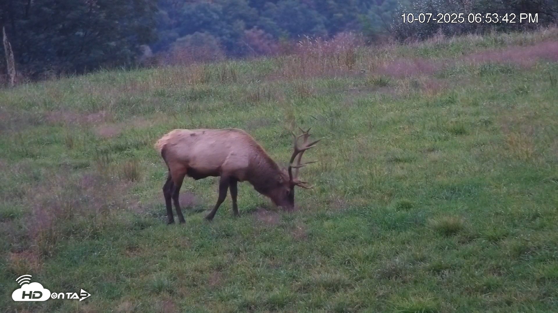 Snapshot of Virginia Elk Live Webcam taken Oct 7, 2025, 6:54pm EDT