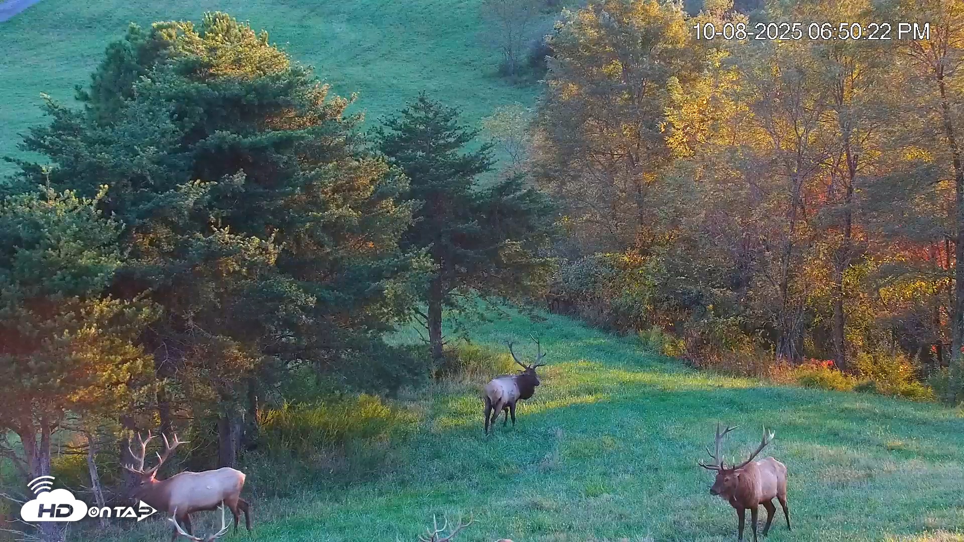 Snapshot of Virginia Elk Live Webcam taken Oct 8, 2025, 6:50pm EDT