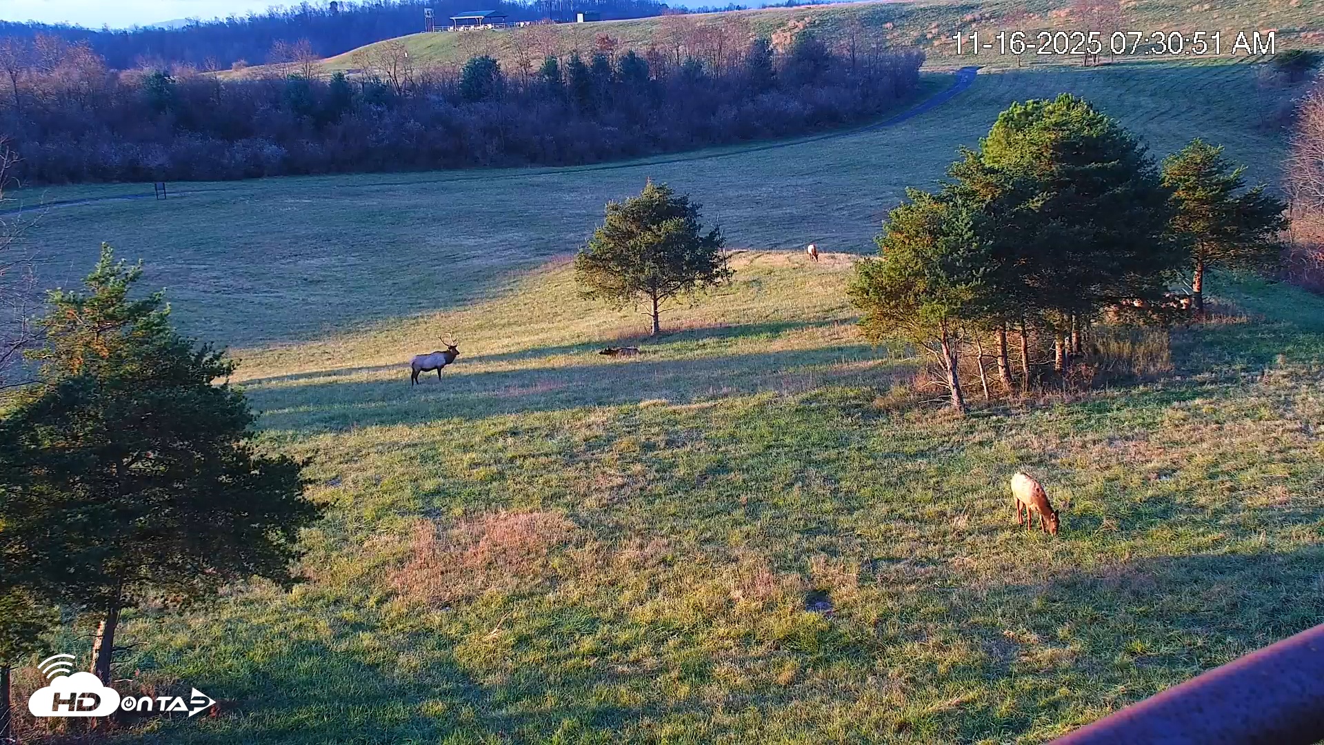 Snapshot of Virginia Elk Live Webcam taken Nov 16, 2025, 7:31am EST