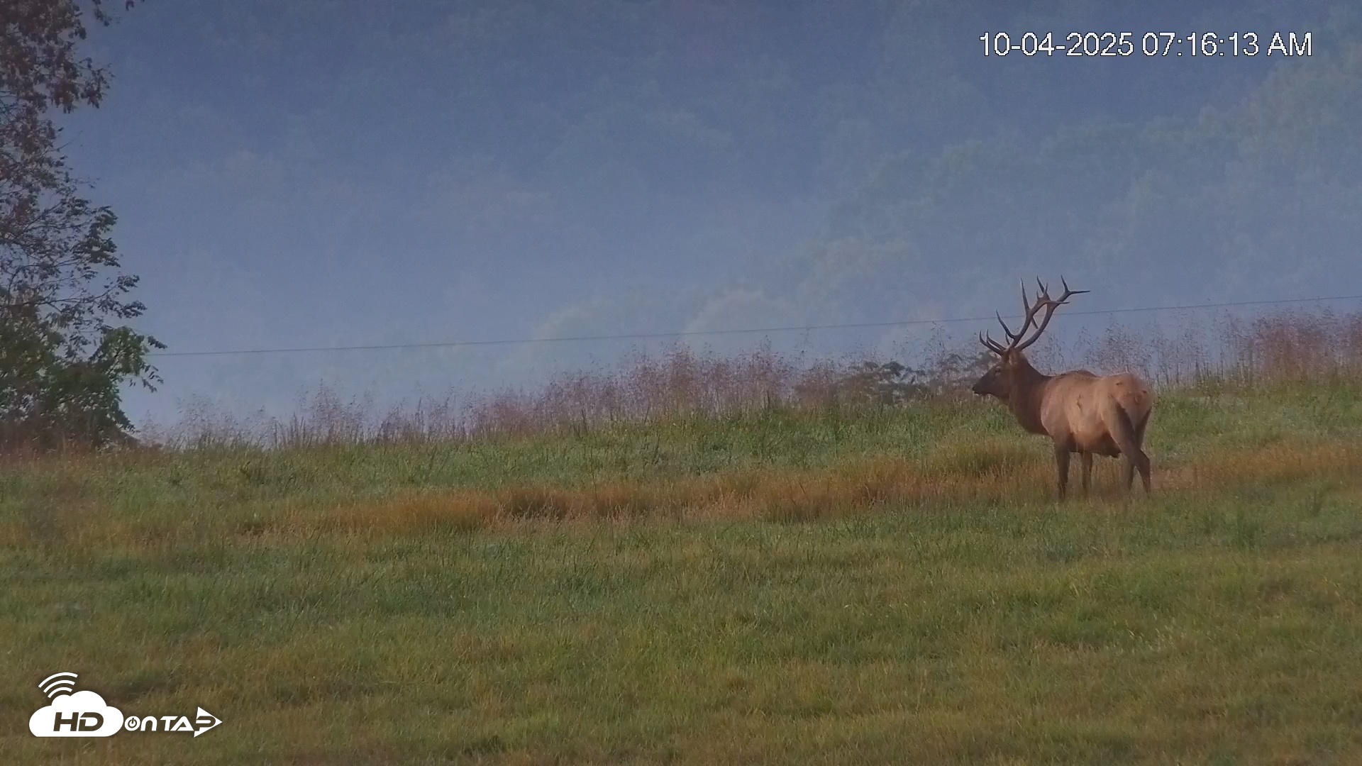Snapshot of Virginia Elk Live Webcam taken Oct 4, 2025, 7:17am EDT