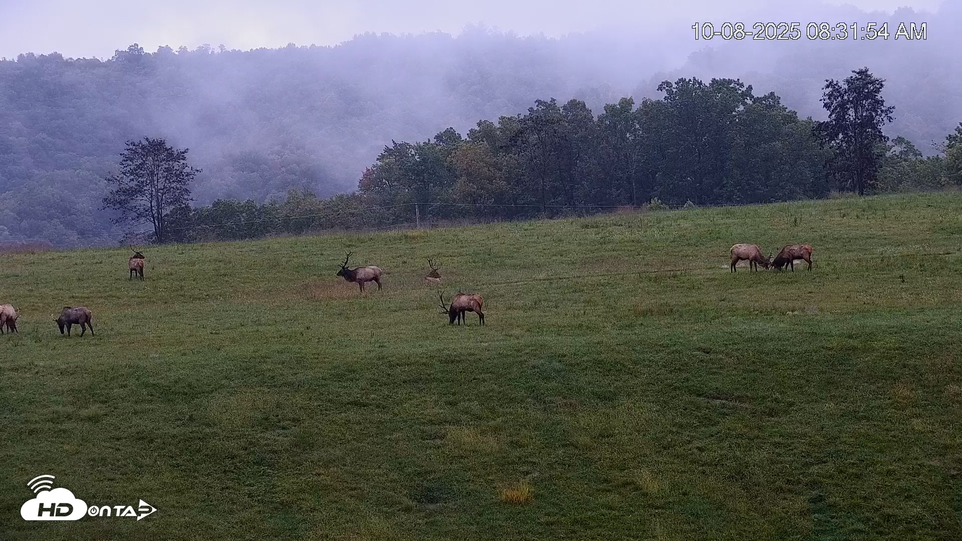 Snapshot of Virginia Elk Live Webcam taken Oct 8, 2025, 8:32am EDT