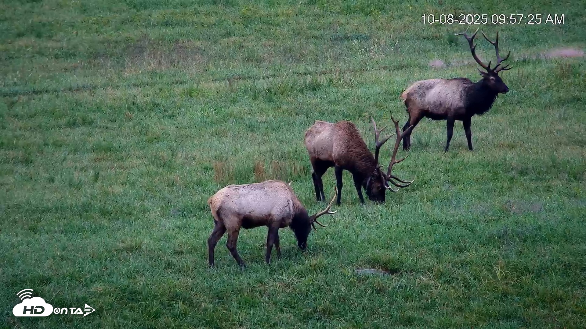 Snapshot of Virginia Elk Live Webcam taken Oct 8, 2025, 9:58am EDT
